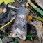 Black Cutworm Moth