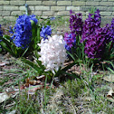 Hyacinth