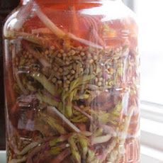 Pickled Hop Shoots
