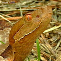 Copperhead