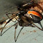 Redback Spider
