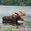 Moose