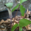 Jack in the pulpit