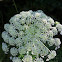 Queen Anne's lace or Wild Carrot
