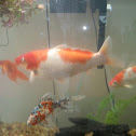 Kohaku Koi