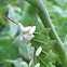Tobacco hornworm