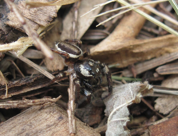 Spotting Image 1