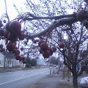 Unknown spotting