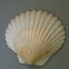 Scallop shell