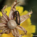 Jewel Beetle