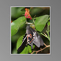 Common Mormon