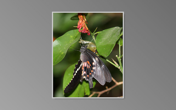 Spotting Image 1