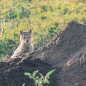 Black-backed Jackal