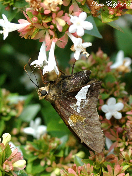 Spotting Image 1