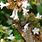 Silver-spotted Skipper