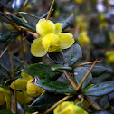 Berberis