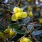 Berberis