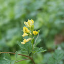 Yellow Fumewort