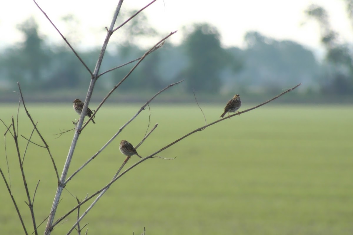 Song Sparrow