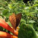Great spangled fritillary