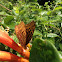 Great spangled fritillary