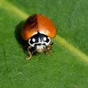 Ladybug