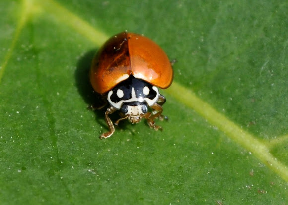 Spotting Image 1
