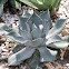 Century plant