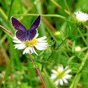 Eastern Tailed Blue Butterfly