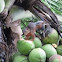 Variegated squirrel