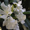 white oleander