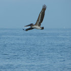 Brown Pelicans diving for fish