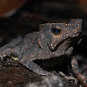 Crested Forest Toad