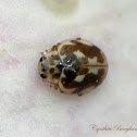 Twenty-Spotted Lady Beetle