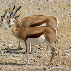 Springbok