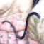 Worm snake