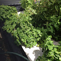 Basil
