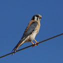 American Kestral