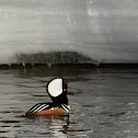 Hooded Merganser