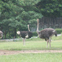Ostrich