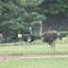 Ostrich
