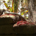 Pacific gopher snake(San Diego subspecies)