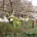Winged Elm