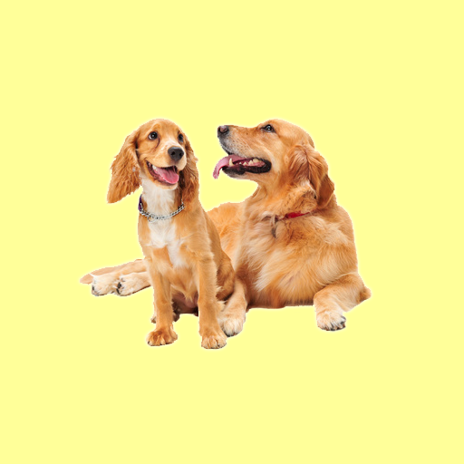 Golden Retriever Tips LOGO-APP點子