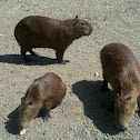 Capybara