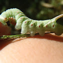Waved Sphinx Caterpillar
