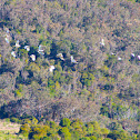 Cockatoo