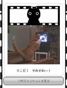 ねこネコ動く画像～かわいい癒しの猫ちゃんミニムービーまとめ～のおすすめ画像5