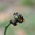 Plague Soldier Beetle