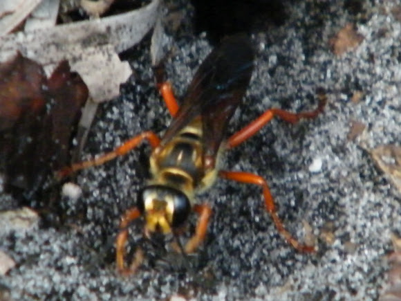 Spotting Image 1